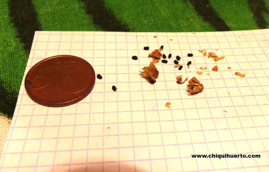 Las semillas de albahaca son muy pequeñas y de color oscuro