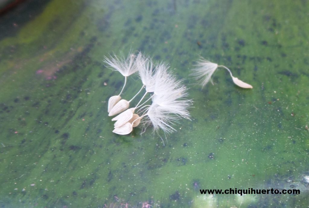 Las semillas de la lechuga tienen unos "pelitos" que les permiten usar el viento para dispersarse